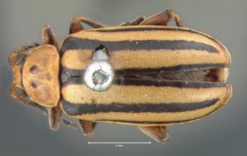 Media type: image; Entomology 18750   Aspect: habitus dorsal view